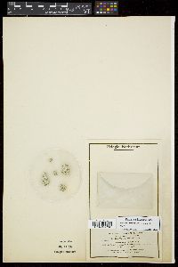 Image of Petalonema crassum