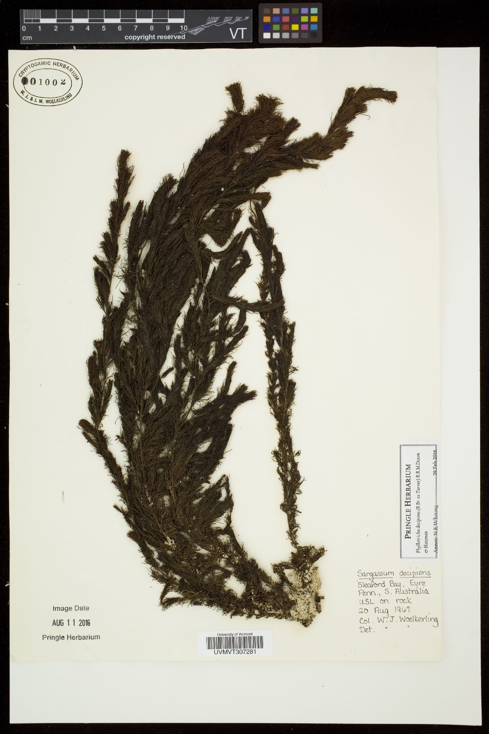 Phyllotricha decipiens image