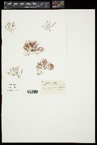 Polysiphonia denudata image