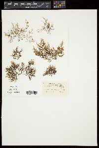 Polysiphonia novae-angliae image