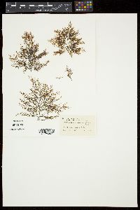 Polysiphonia novae-angliae image