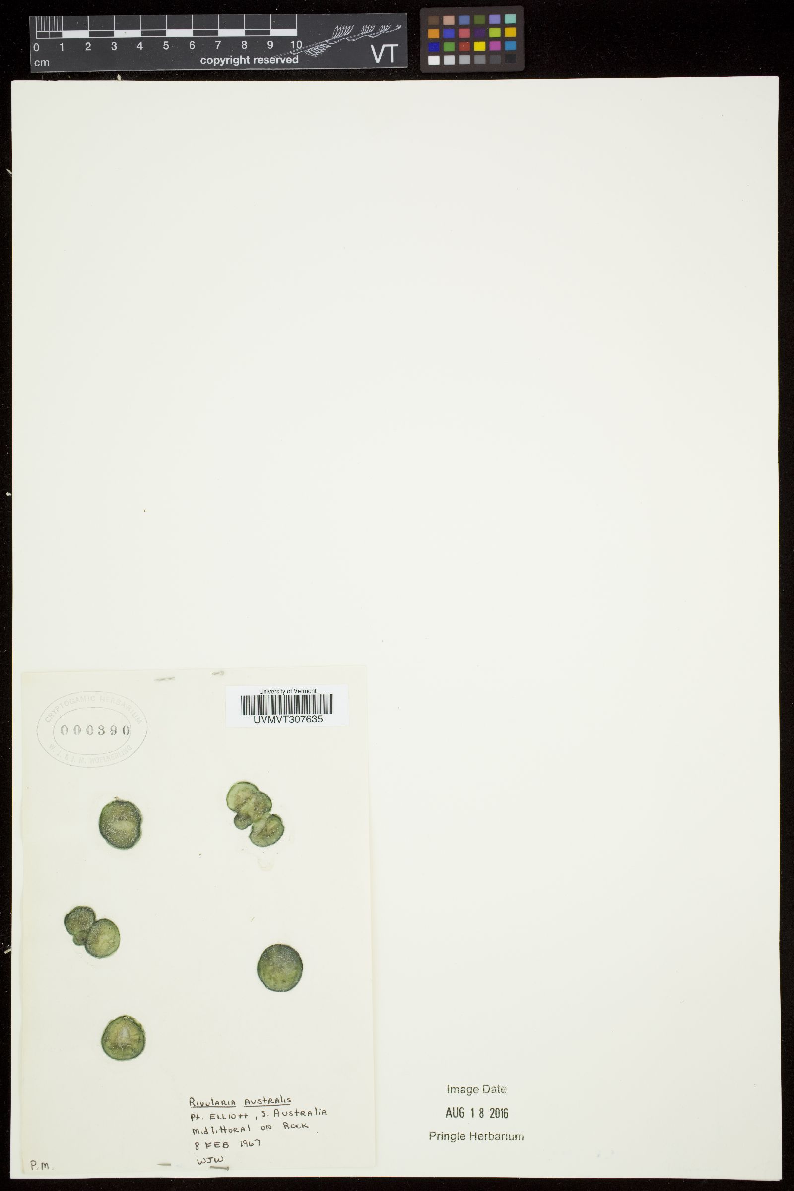 Rivularia australis image
