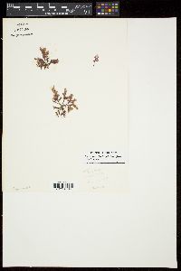 Spyridia hypnoides subsp. complanata image