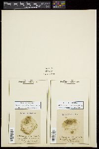 Staurodesmus incus image
