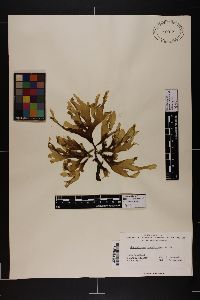 Spatoglossum ecuadoreanum image