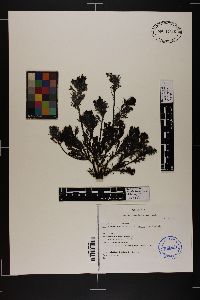 Cystoseira humilis var. myriophylloides image