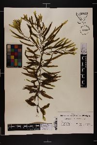 Sargassum filipendula image