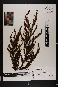 Sargassum agardhianum image