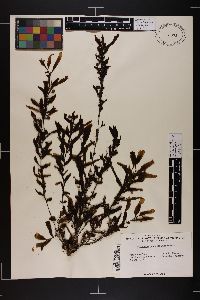 Sargassum ecuadoreanum image