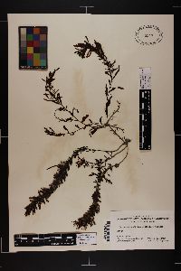 Sargassum sinicola image