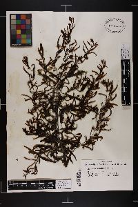 Sargassum hornschuchii image