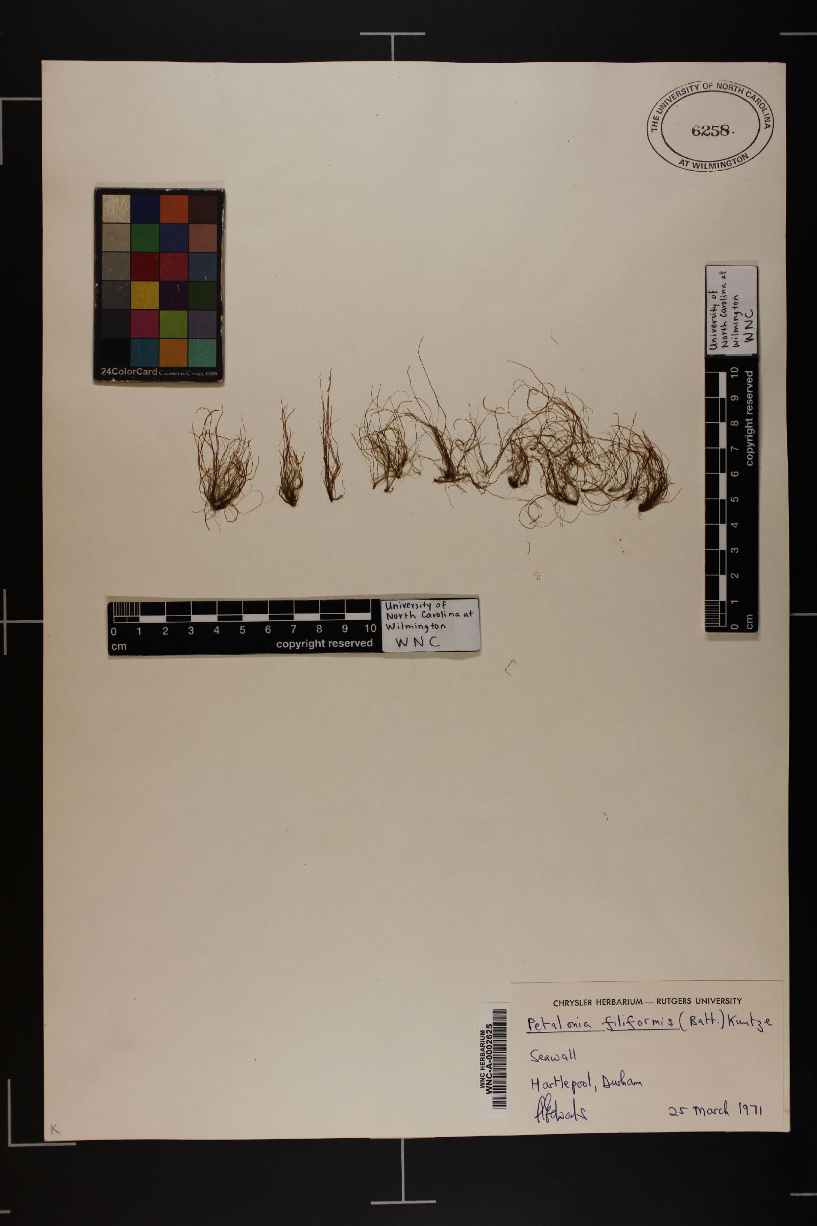 Petalonia filiformis image