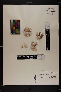 Porphyra leucosticta image