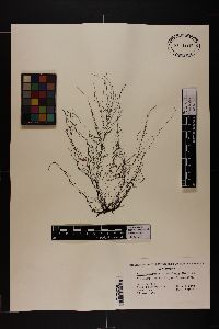 Gracilariopsis tenuifrons image