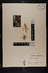 Chondria leptacremon image
