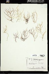 Hypnea spinella image