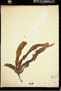 Image of Pseudolessonia laminarioides