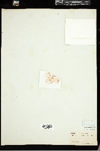 Martensia denticulata image