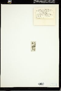 Coleofasciculus chthonoplastes image