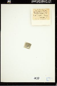 Trichodesmium erythraeum image