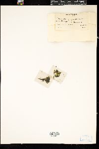 Phormidium papyraceum image