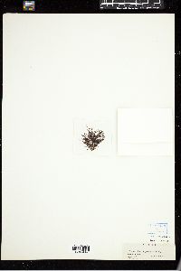 Polysiphonia pennata image