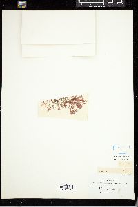 Polysiphonia violacea image