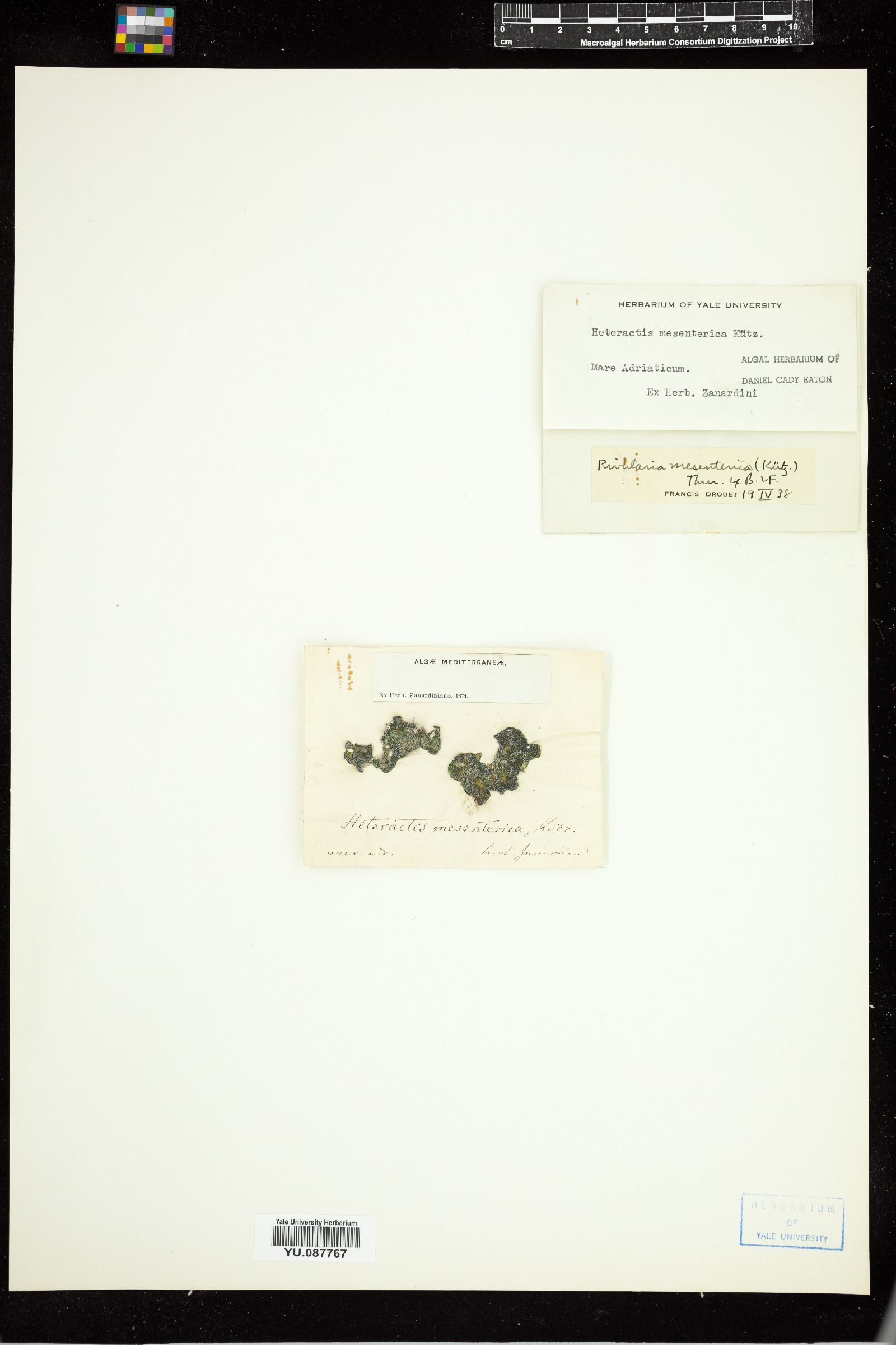 Rivularia mesenterica image