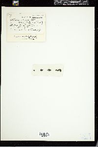Rivularia mesenterica image