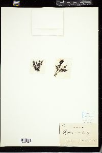 Rytiphlaea tinctoria image