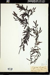 Sargassum wightii image
