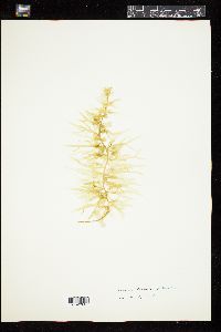Sargassum lendigerum image