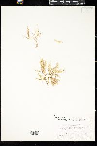 Spyridia filamentosa image
