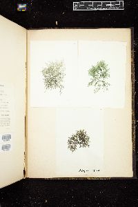 Batrachospermum helminthosum image
