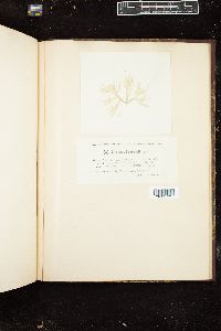 Champia salicornioides image