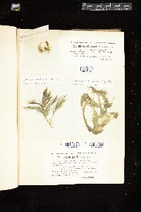 Cladophora chamissonis image