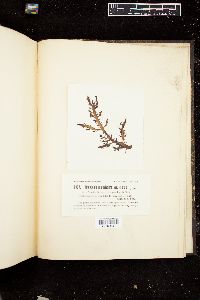 Neoagardhiella ramosissima image