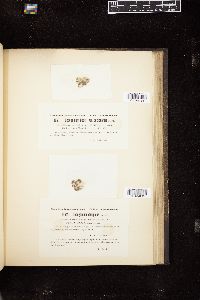 Oedogonium decipiens image