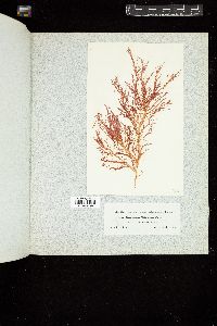 Gloiosiphonia californica image