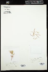 Bossiella californica image