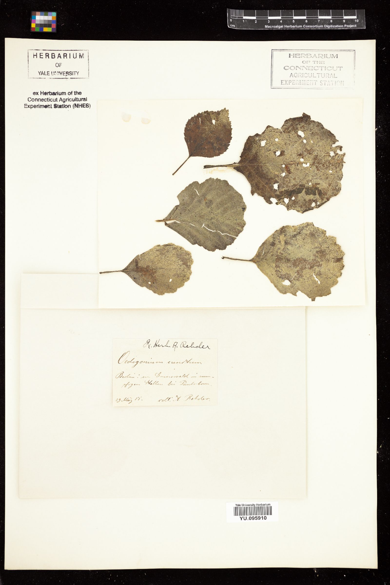 Oedogonium cantonense var. cuneatum image