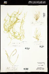 Enteromorpha intestinalis image