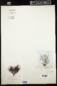 Polysiphonia atrorubens image