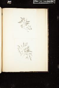 Polysiphonia nigrescens var. affinis image