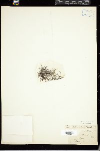 Acanthophora spicifera image