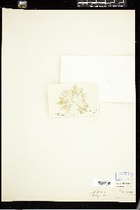 Corynospora pedicellata image