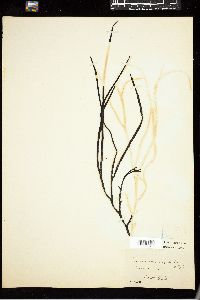 Fucodium chondrophyllum image