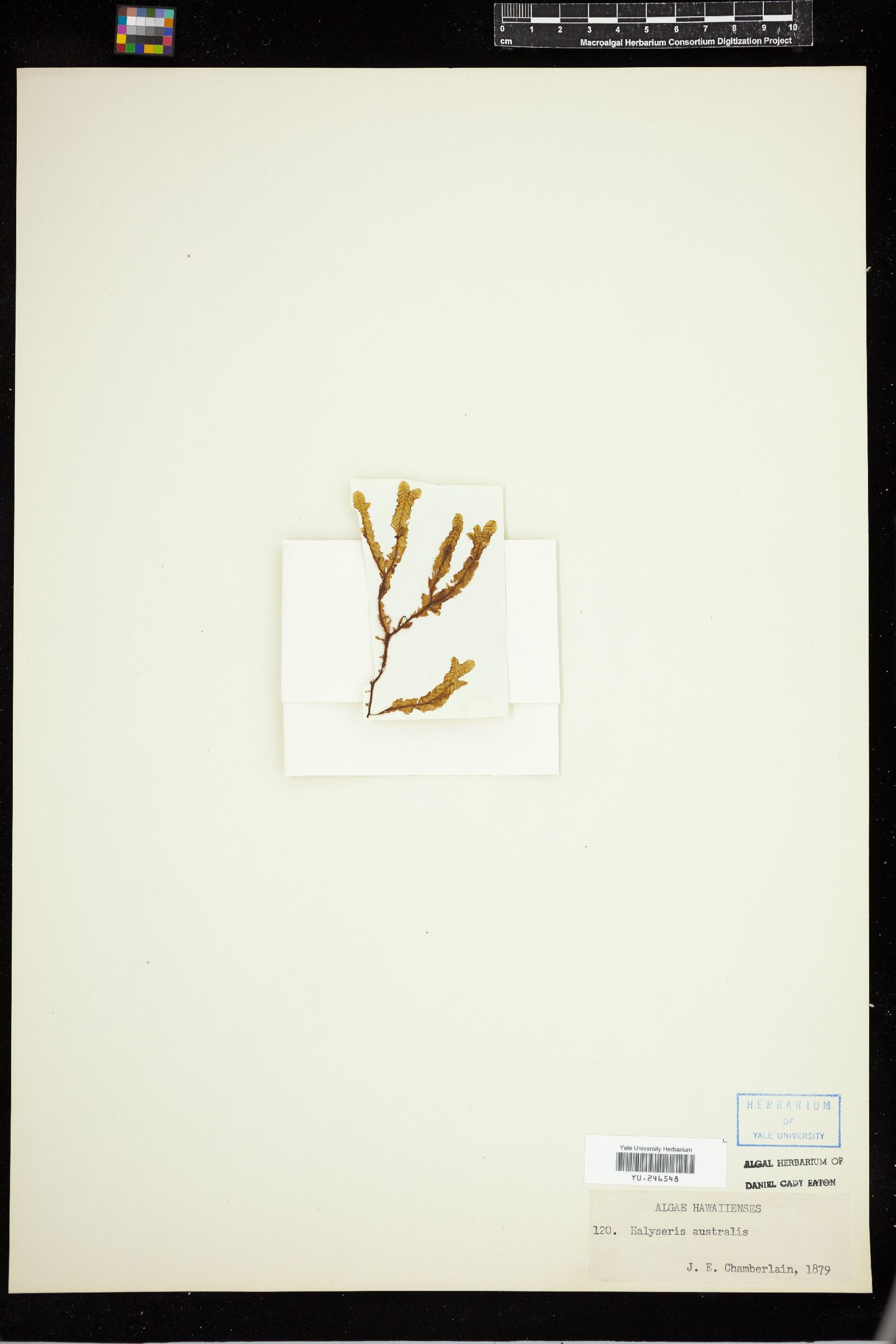 Dictyopteris australis image
