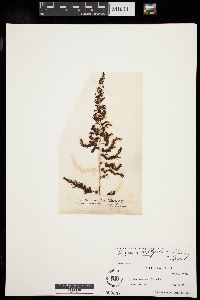 Image of Sargassum dentifolium